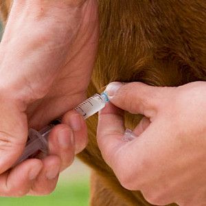 FN Deutsche Reiterliche Vereinigung: Herpes-Impfpflicht aufgehoben! FN-Beirat Sport fällt Entscheidung gegen die Herpes-Impfpflicht